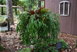 Staghorn Fern 6in 21457