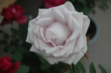 Stainless Steel Rose #3 21460