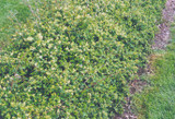 Cutleaf Stephanandra #2 21482