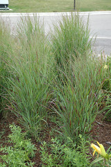 Shenandoah Reed Switch Grass #2 21648