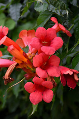 Atomic Red&trade; Trumpetvine #5 22120