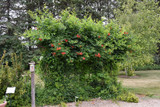 Atomic Red&trade; Trumpetvine #5 22120