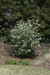 Burkwood Viburnum #5 22357