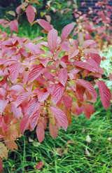 Burkwood Viburnum #5 22357