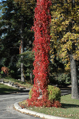 Virginia Creeper #1 22387