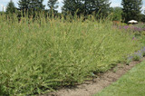 Flamingo Willow #2 22521