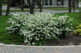 Fairy Queen Spirea #5 22812