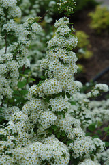 Fairy Queen Spirea #5 22812