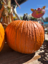 PUMPKIN -LARGE 23231