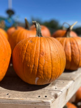 PUMPKIN - SMALL 23242