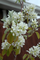 Standing Ovation Saskatoon Berry #3 30102