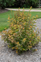 Amber Jubilee Ninebark #3 30451