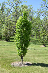 Prairie Sentinel Hackberry #7 30473