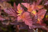 #5