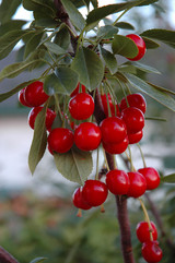 Evans Cherry #10 30688