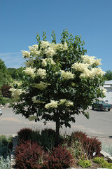 Snowdance&trade; Japanese Tree Lilac #10 30695