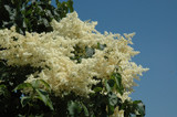 Snowdance&trade; Japanese Tree Lilac #10 30695