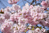 Accolade Flowering Cherry #15 30704