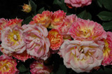 Tiddly Winks Rose #5 30954