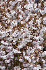 Little Twist&reg; Fuji Cherry #5 30986