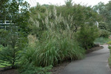 Pampas Grass #2 31139