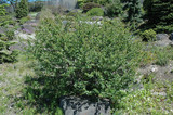 Dwarf Birch #5 31257
