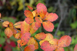 Dwarf Birch #5 31257