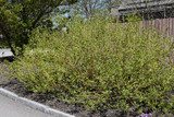 Bud's Yellow  Dogwood #2 31260