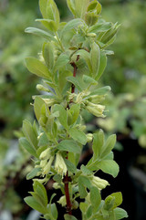 Borealis Honeyberry 31265