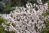 Nanking Cherry #5 31272