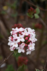 Spice Girl&reg; Koreanspice Viburnum #2 31286