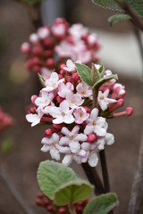 Spice Girl&reg; Koreanspice Viburnum #2 31286