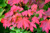 Vitifolium Fullmoon Maple #10 31699