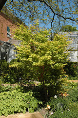Coral Bark Japanese Maple #6 31701