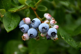 Elliott Blueberry #2 31706