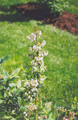 Elliott Blueberry #2 31706