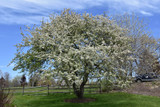 Snowdrift Flowering Crab #15 31718