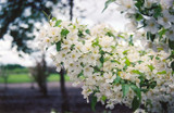 Snowdrift Flowering Crab #15 31718