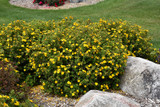 Mandarin Tango Potentilla #2 31928