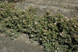 Happy Face&reg; Pink Paradise Potentilla #2 31929
