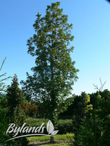 Top Gun Bur Oak #10 31941