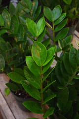 ZZ Plant 12in 32043