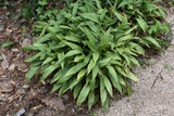 Milky Way Speckled Cast Iron Plant 10in 32211