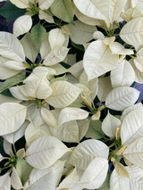 Poinsettia 4.5in White 32605
