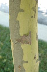 Bloodgood London Planetree #7 A00120