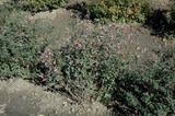 #5
