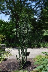 Bloodtwig Dogwood Cornus sanguinea 'Compressa' #3 33544