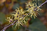 Common Witchhazel #5 33591