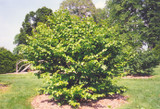 Common Witchhazel #5 33591