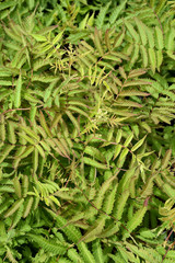 Spirea False Matcha Ball #2 36294